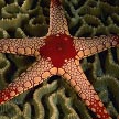 starfish.jpg - 6896 Bytes